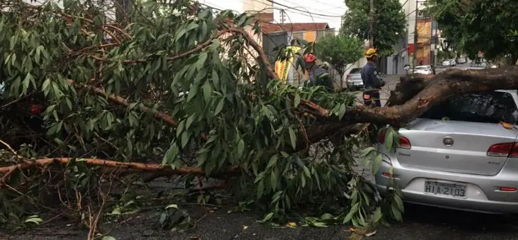 Quase 30 árvores caíram durante temporal em Divinópolis