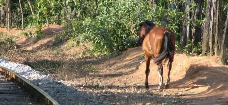 Animais de grande porte em via pública serão apreendidos