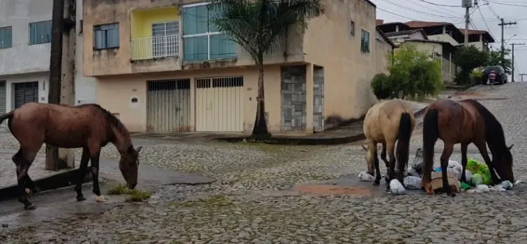 Prefeitura irá recolher animais de porte grande soltos nas ruas