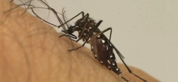Casos suspeitos de dengue já chegam a 137
