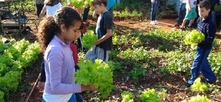 Projeto que planta hortas em escolas municipais de Divinópolis busca parcerias