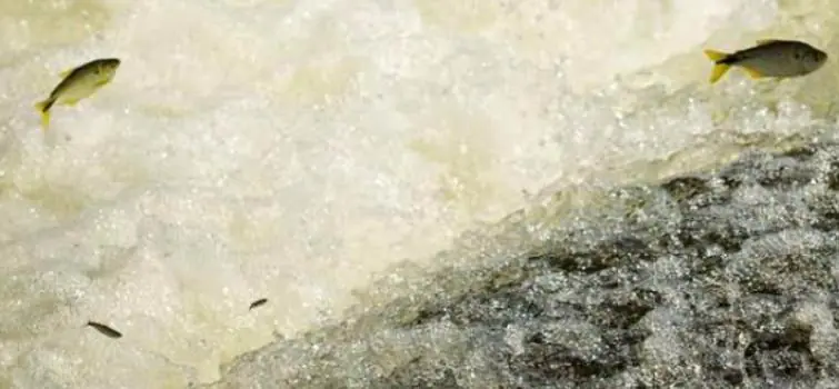Piracema tem início com proibição de pesca de espécies nativas em Minas