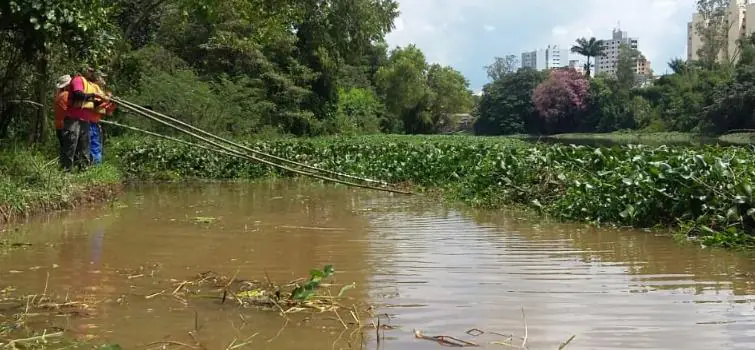 Retirada de aguapés do rio Itapecerica voltará após Piracema