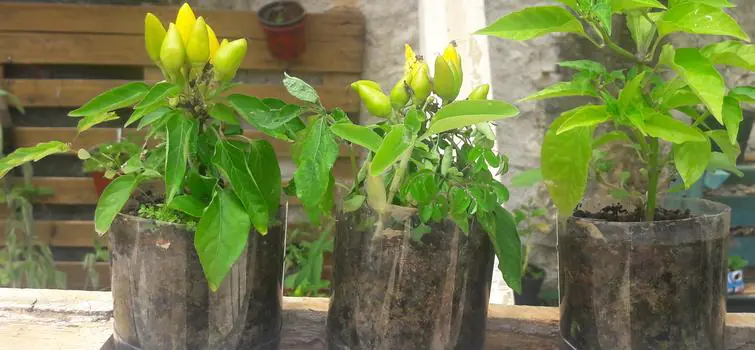 Hortas domésticas são alternativa para alimentação nutritiva e diversificada