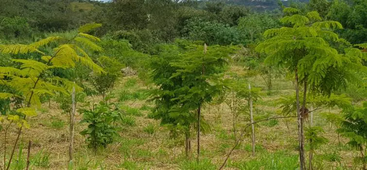 Mais de 1,5 mudas de árvores são plantadas no aterro controlado em Divinópolis