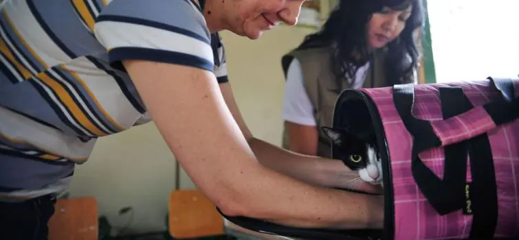 Aprovado no Senado aumento de pena para agressores de cães e gatos