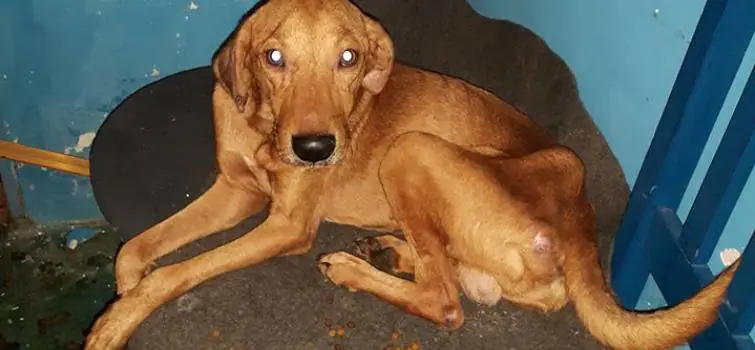 Protetores cercam casa e acusam homem de abuso sexual de cães