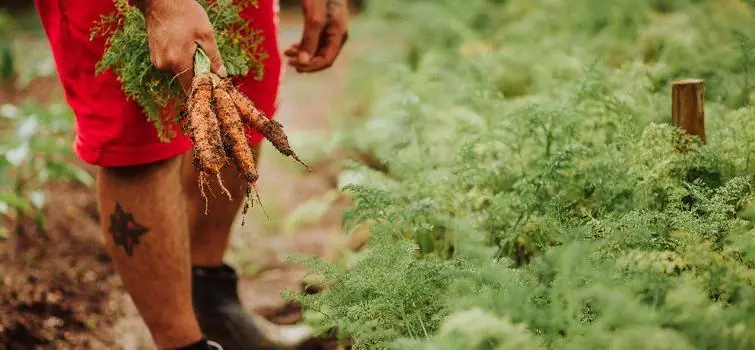 Do presídio para a mesa: horta em Caratinga produz 1 tonelada de alimentos por mês