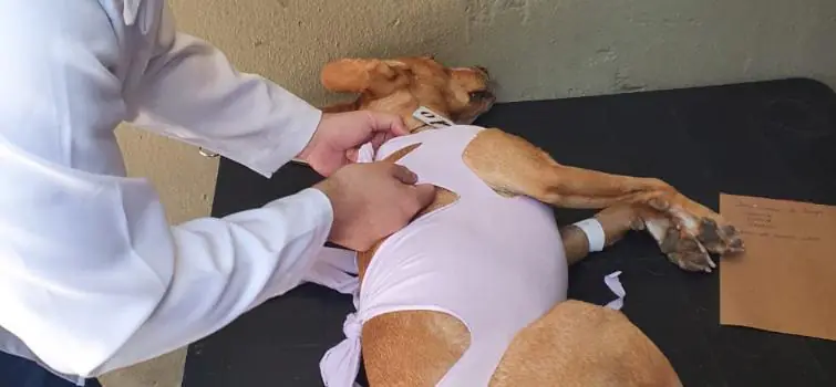 Mais de 700 cães e gatos são castrados em ação realizada por ONG em Divinópolis