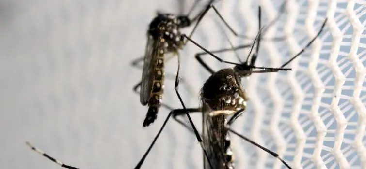 Casos de chikungunya crescem e de dengue caem em 2021