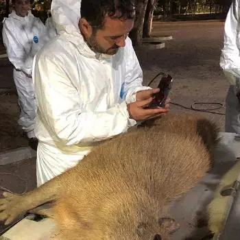 Projeto que visa diminuir circulação da bactéria transmissora de febre maculosa é desenvolvido em Divinópolis