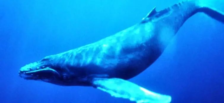 Especialistas reforçam alerta aos pais sobre Baleia Azul