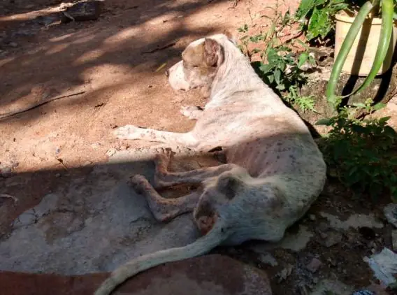 Jovem é detido em flagrante por maus-tratos a cão em Formiga