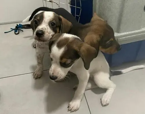 Aberto cadastro para castração de animais em Divinópolis