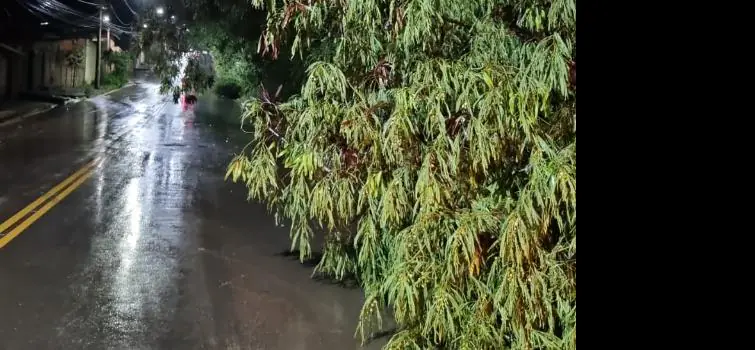 Chuva derruba árvores em Bom Despacho