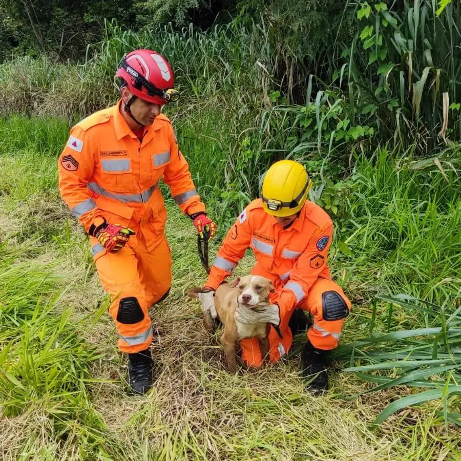 Cão é resgatado após cair em córrego em Arcos