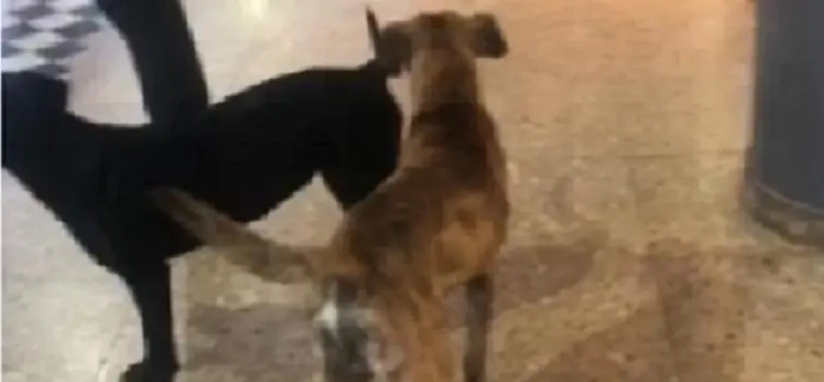 Vídeo que circula na internet acusa dono de petshop por suposta ameaça de maus-tratos a animais de rua; estabelecimento se posiciona