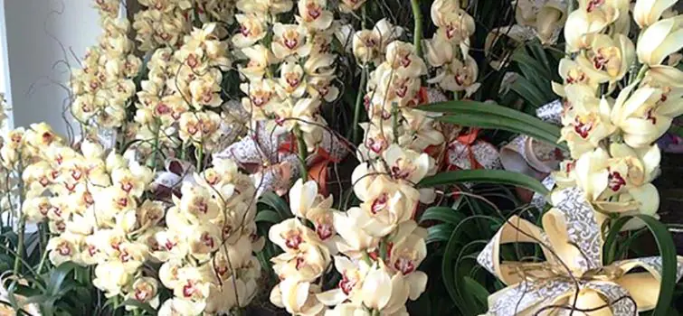 Floriculturas esperam aumento nas vendas para o Dia das Mães