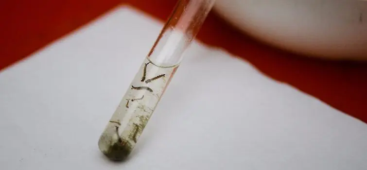 Divinópolis tem redução nos casos de chikungunya