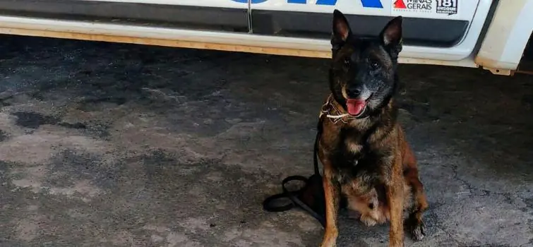 Cão farejador acha suspeito em buraco