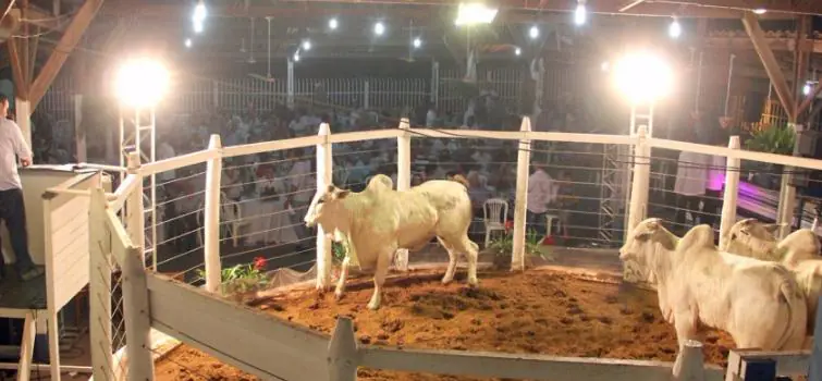 Hoje tem Leilão Nota 10 no agronegócio