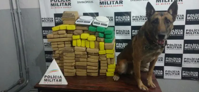 PM apreende quase 100 kg de maconha em Divinópolis