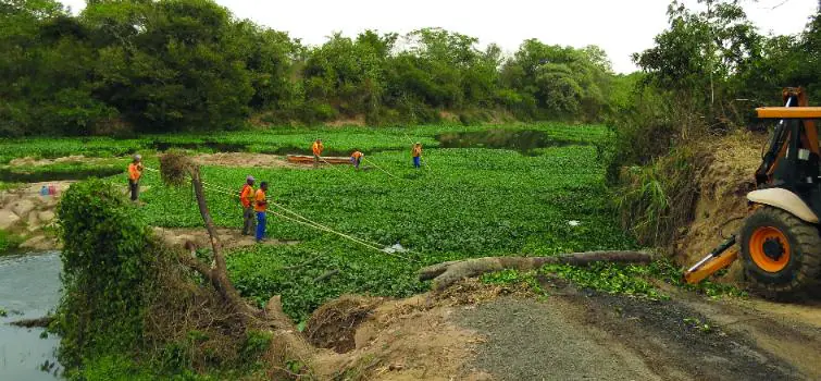 Aguapés equivalem a quase 2 mil caminhões