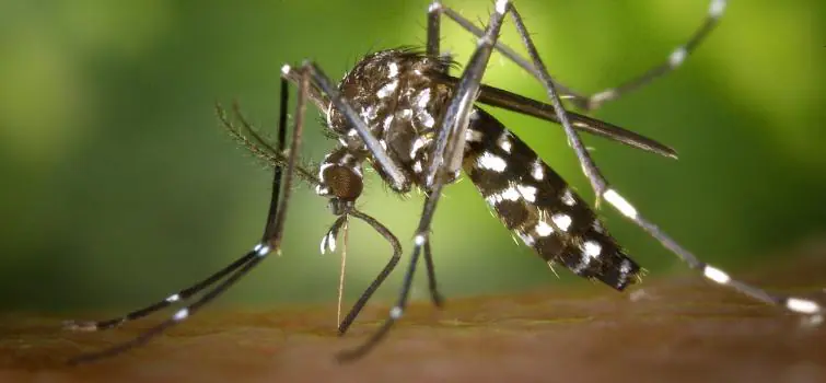 Residências concentram 100% dos focos de dengue em Bom Despacho