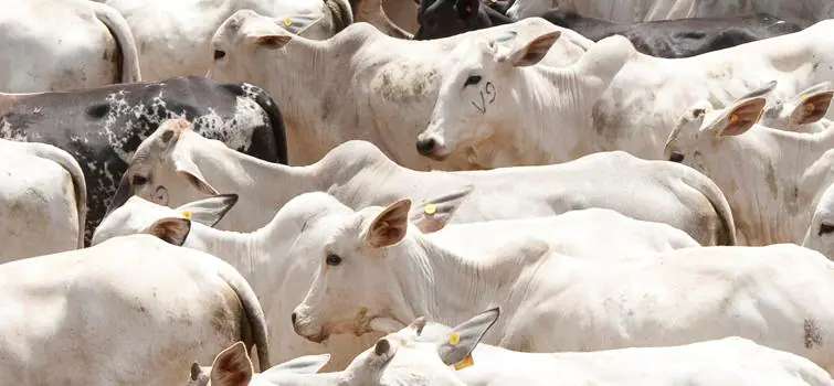 Prazo para declarar junto ao IMA a vacinação do gado contra febre aftosa vai até 25 de junho