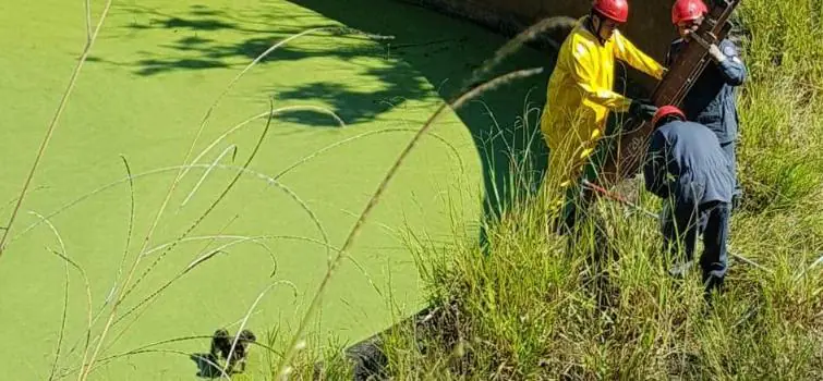 Cadela é resgatada de caixa dágua com três metros de profundidade em Divinópolis