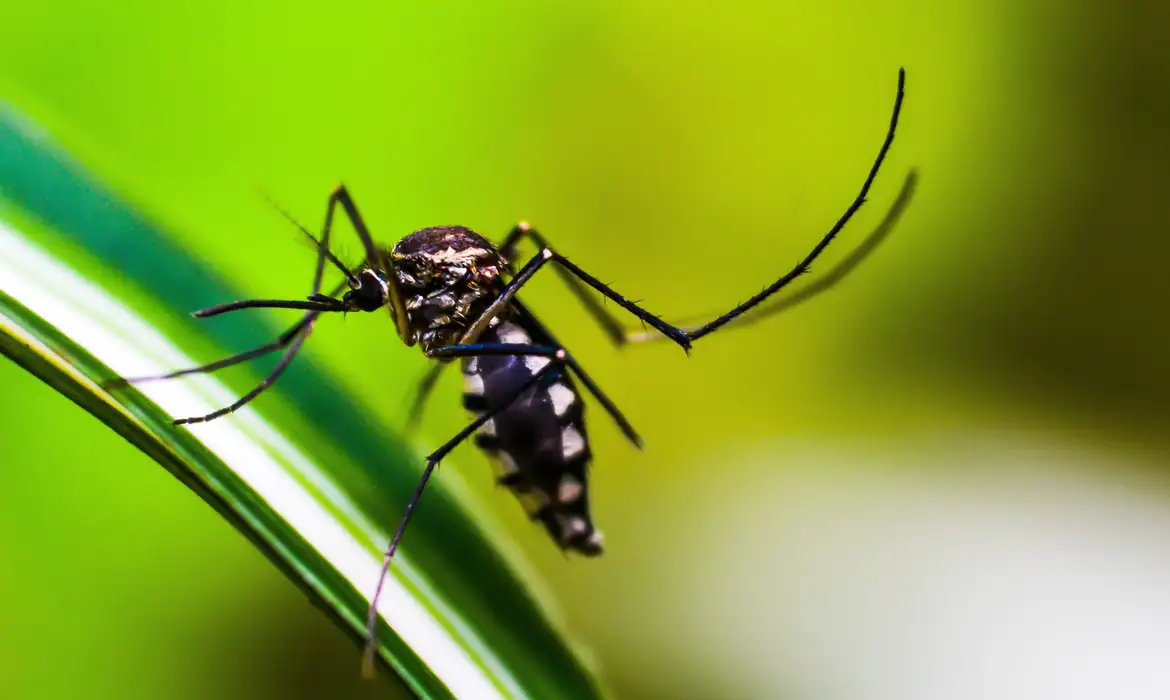 Minas Gerais lidera casos de dengue no Brasil