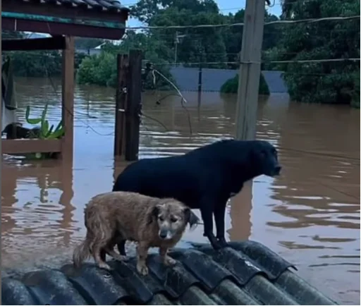 Iniciativa arrecada rações e remédios para animais do RS