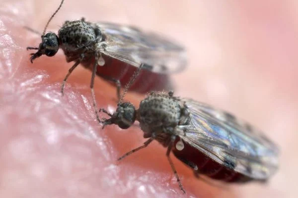 Divinópolis não tem casos suspeitos de febre oropouche