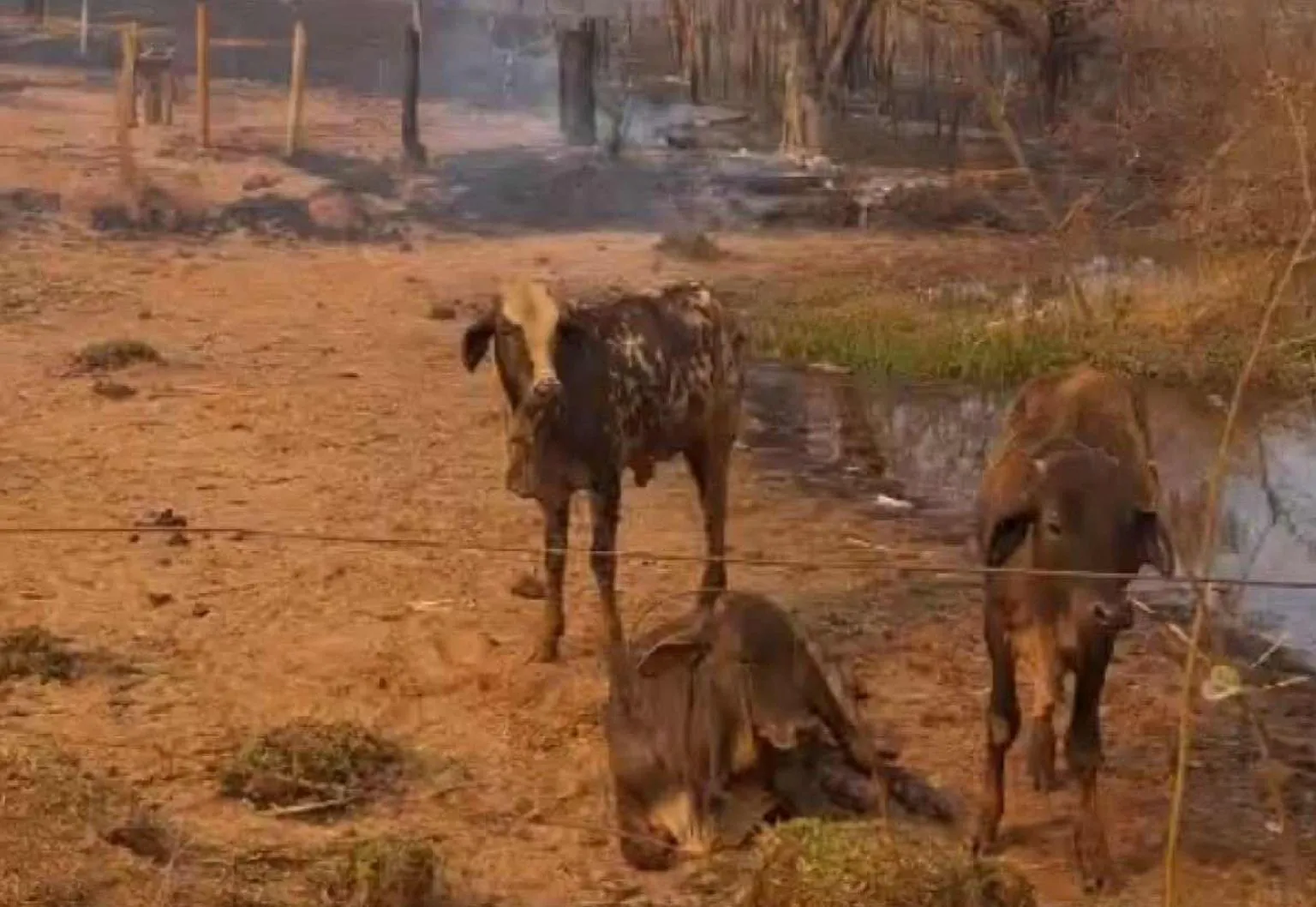 Incêndio no interior de Minas mata 25 cabeças de gado