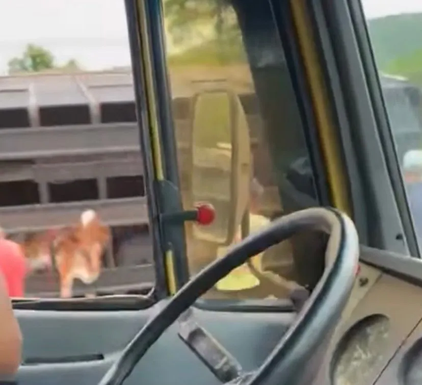 Motorista de caminhão com gado morre em acidente na BR-262