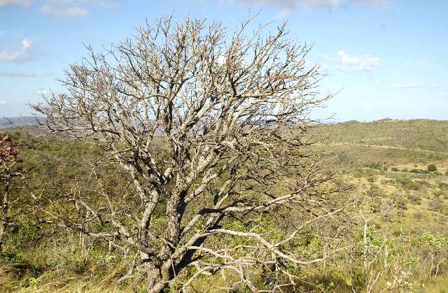 Importância do Cerrado pauta debate da Comissão de Meio Ambiente