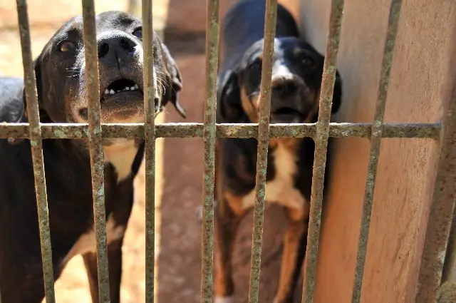 Hospital João XXIII atende mais de 2.200 vítimas atacadas por cães em 2024 
