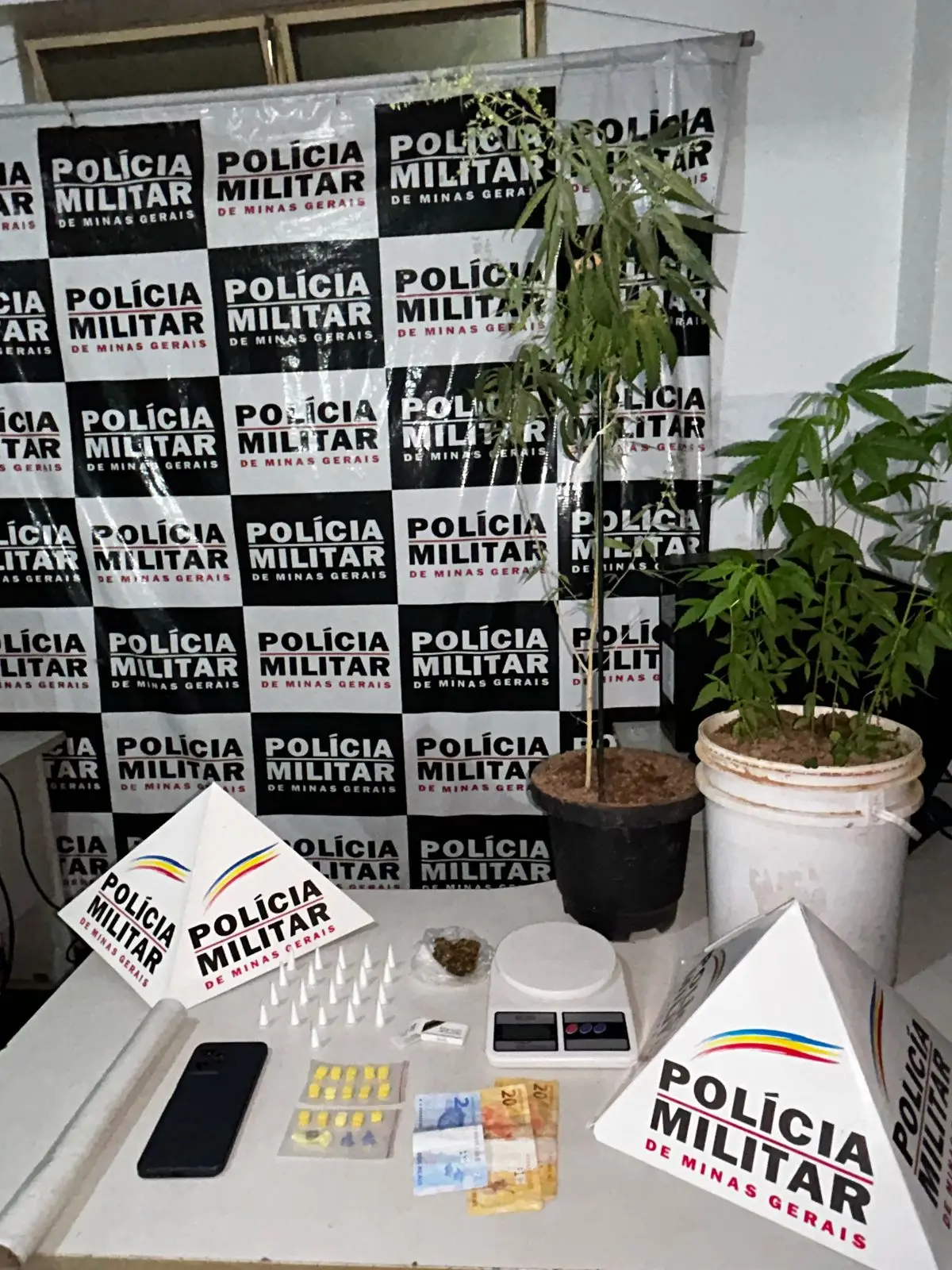 PM apreende drogas e 'pés de maconha' em Cláudio