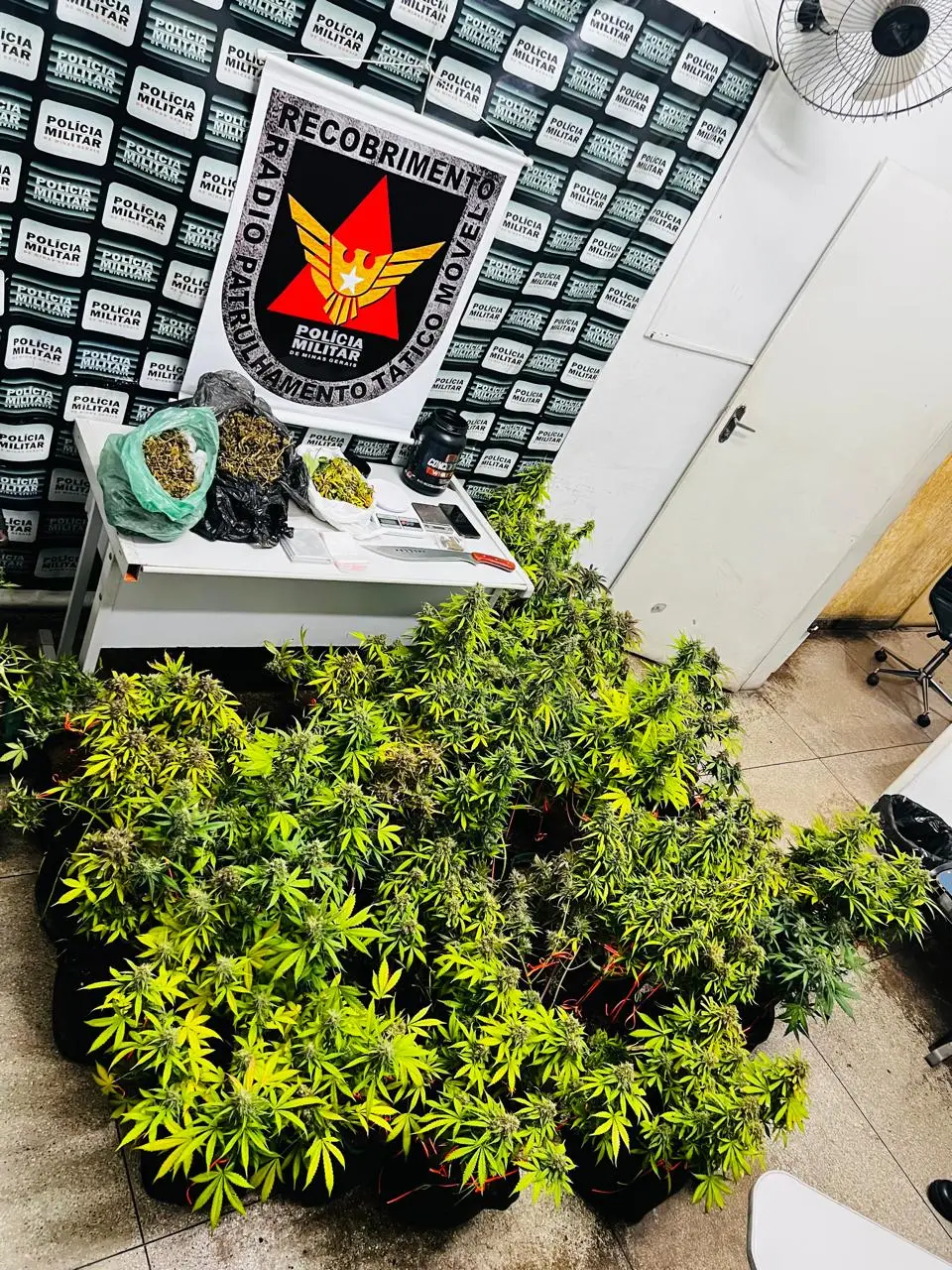 Polícia prende homem por cultivo de maconha e tráfico de drogas em Pará de Minas