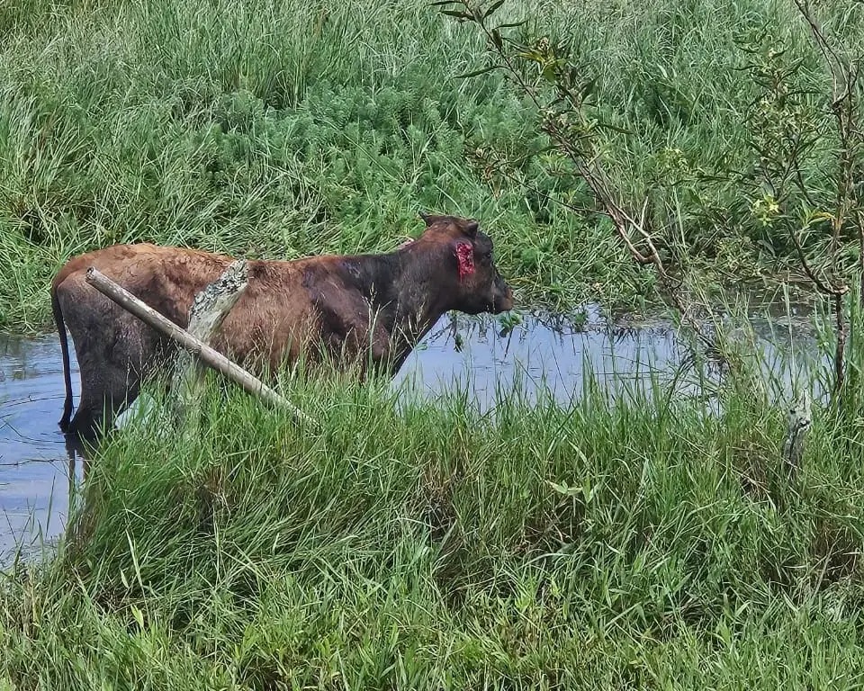 Animais são encontrados mortos com vários ferimentos profundos