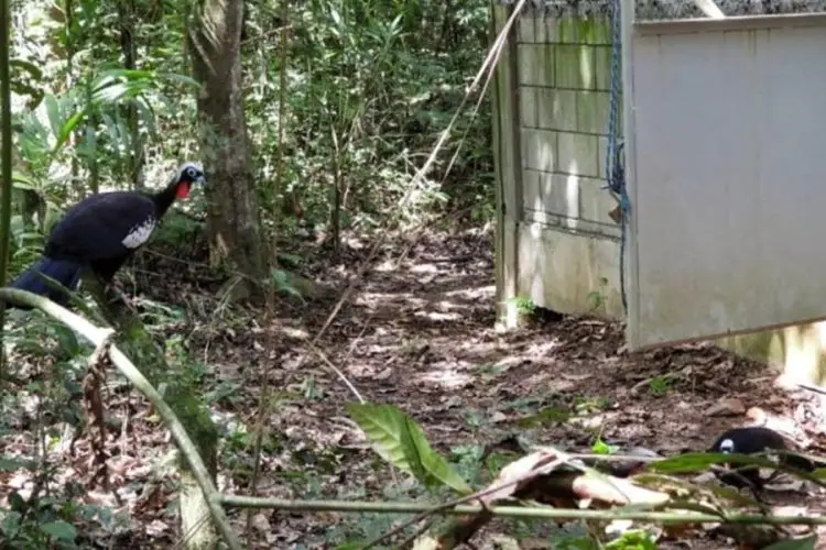 Parque do Rio Doce recebe jacutingas
