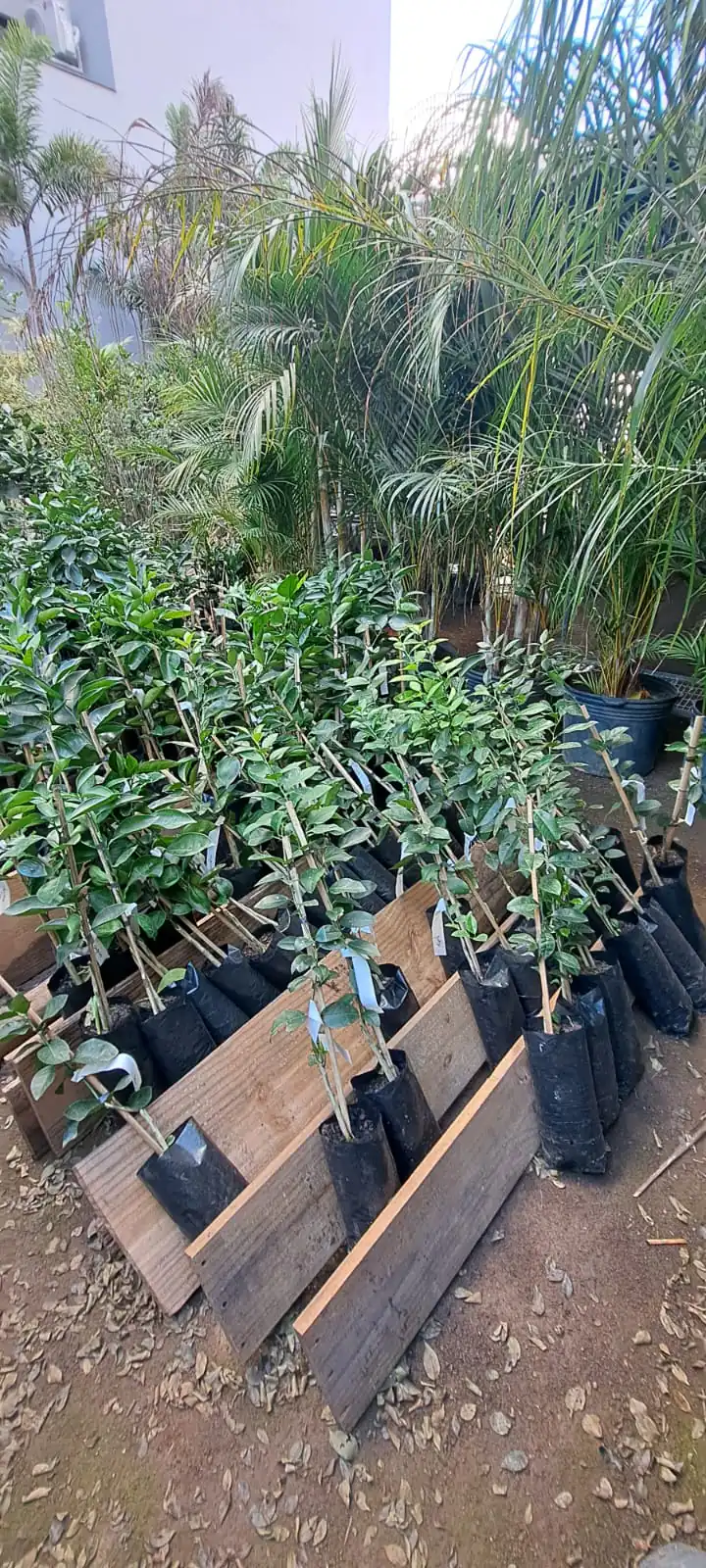 Floriculutra é alvo de furto por vários dias seguidos
