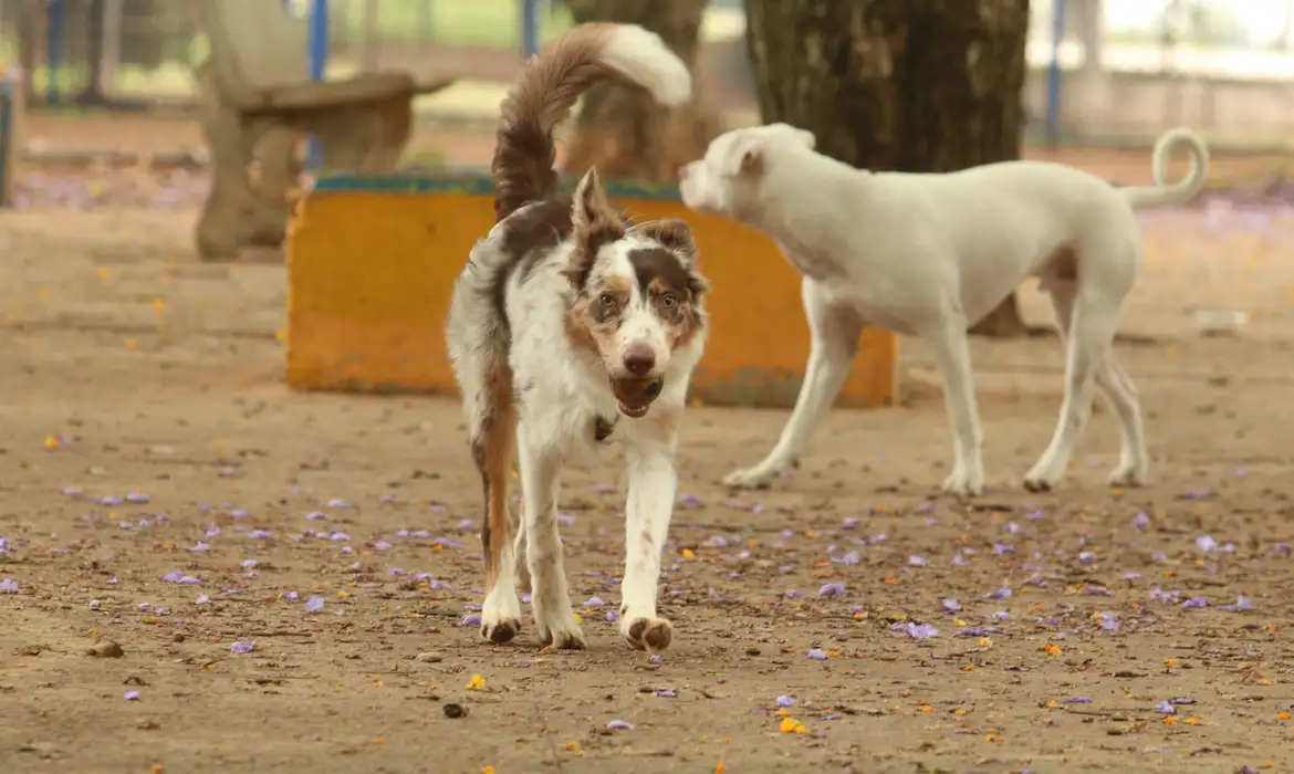 Divinópolis terá mutirão para castração de 500 cães e gatos gratuitamente