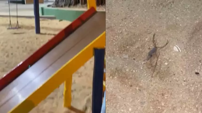 Picadas de escorpião em Divinópolis aumentam no frio; especialista alerta para cuidados