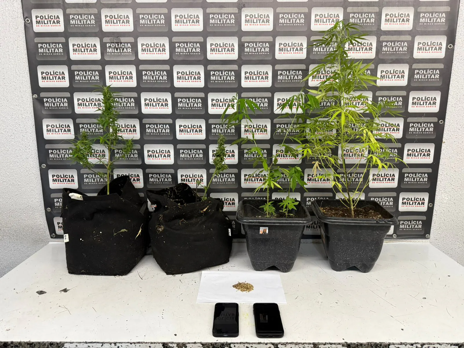 PM apreende pés de maconha durante atendimento a ocorrência de violência doméstica em Divinópolis