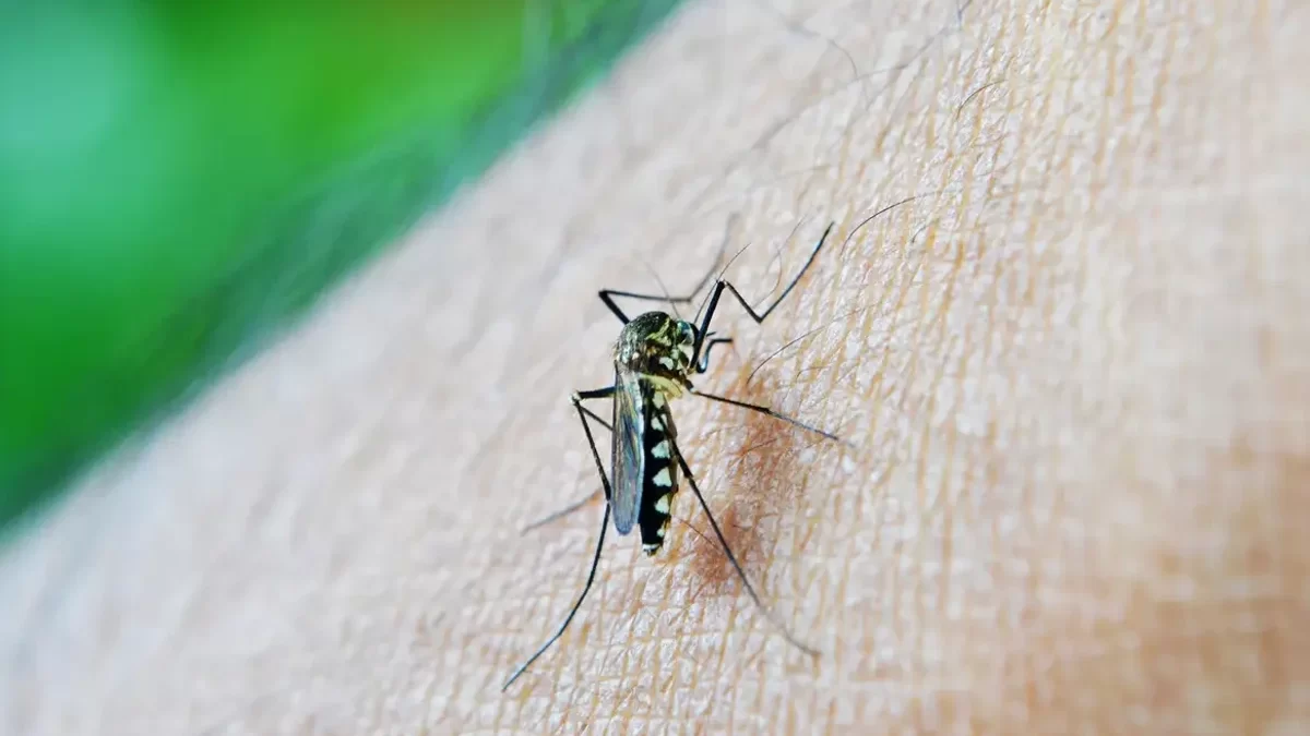 Divinópolis pode encerrar 2025 sem mortes por dengue