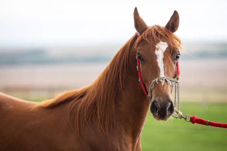 Passaporte equestre é oficializado em Minas Gerais 
