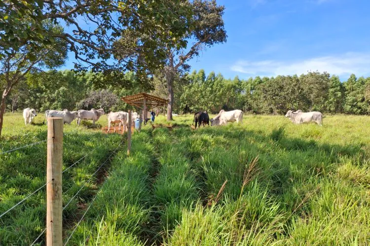 Forrageiras mostram alto desempenho no semiárido 