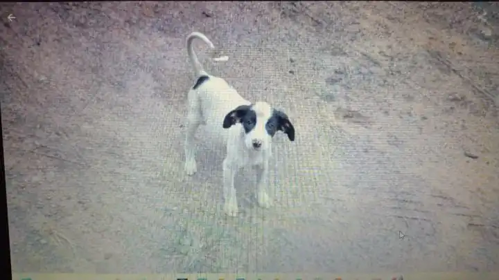 Atropelamento intencional de cachorra gera revolta e mobiliza autoridades 