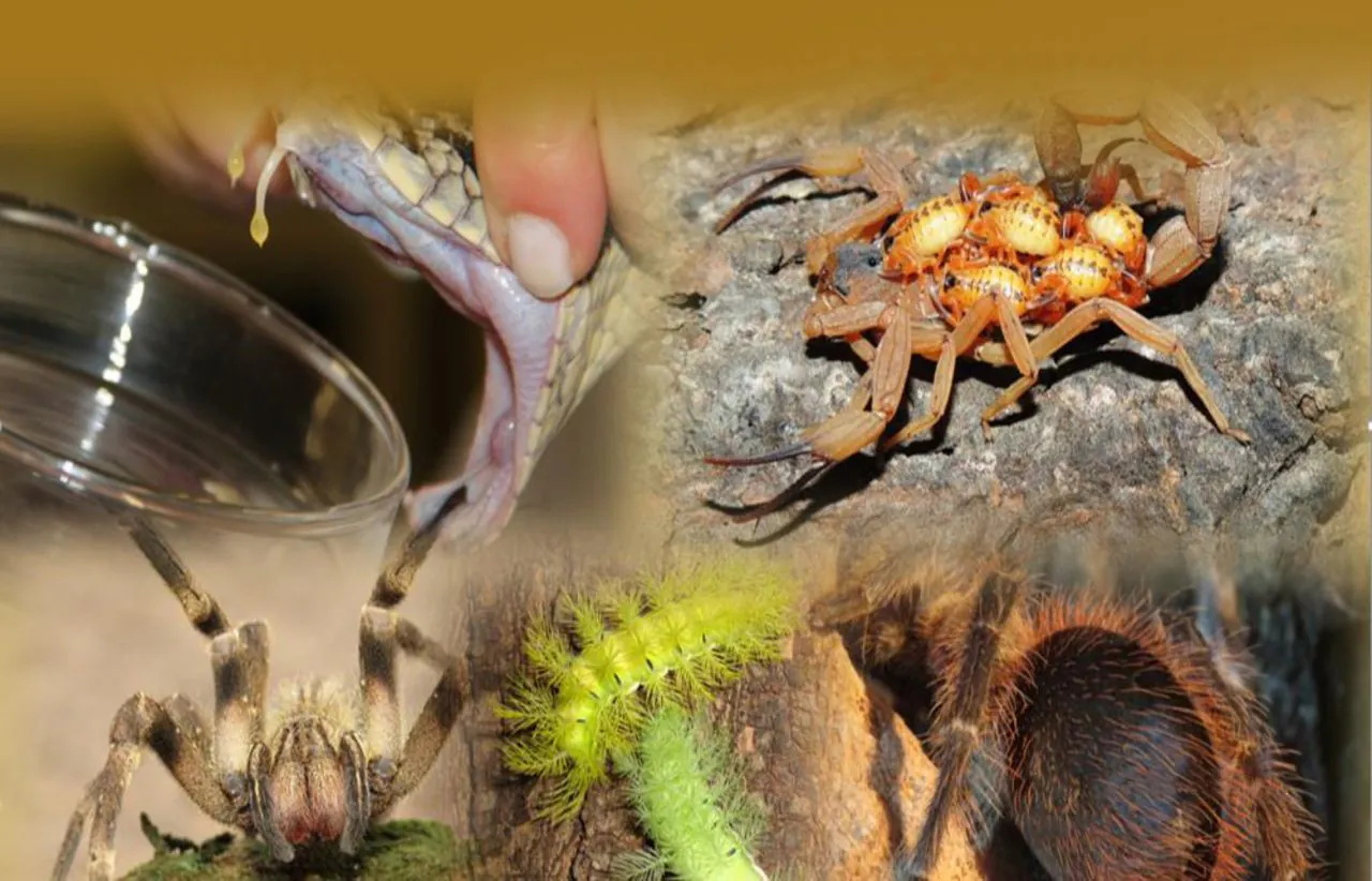 Divinópolis teve 146 acidentes com animais peçonhentos em 2025